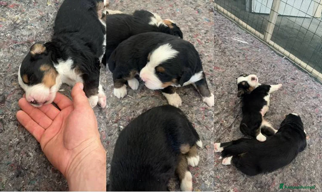 Bovaro del Bernese cani in vendita: Splendidi Cuccioli Bernese Tricolore - Annuncio 1