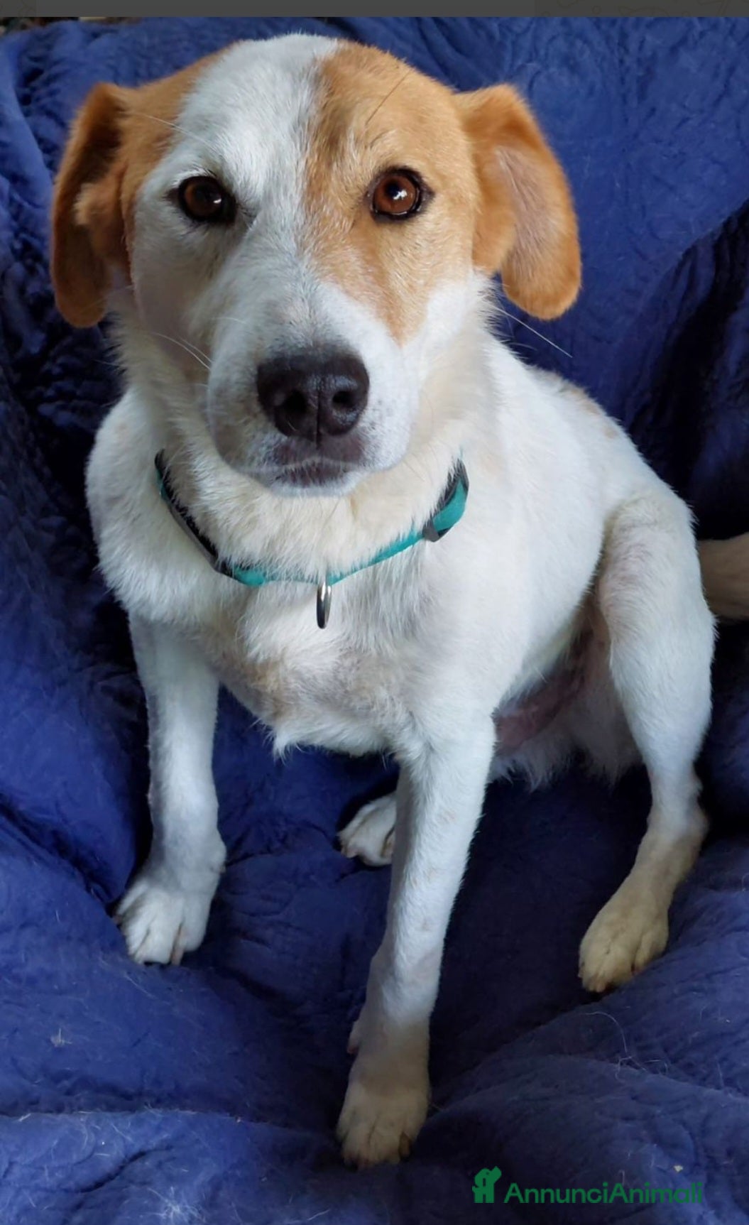 Meticcio cani Totò 3anni tg media arrivato aPavia da 1vero lager - Annuncio 1