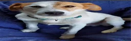 Meticcio cani in regalo: Totò 3anni tg media arrivato aPavia da 1vero lager - Annuncio 1