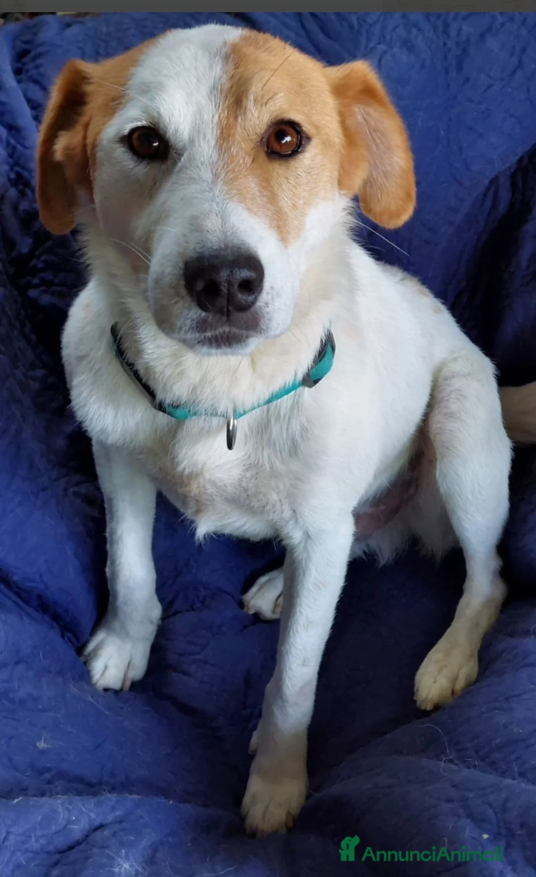 Meticcio cani in regalo: Totò 3anni tg media arrivato aPavia da 1vero lager - Annuncio 1