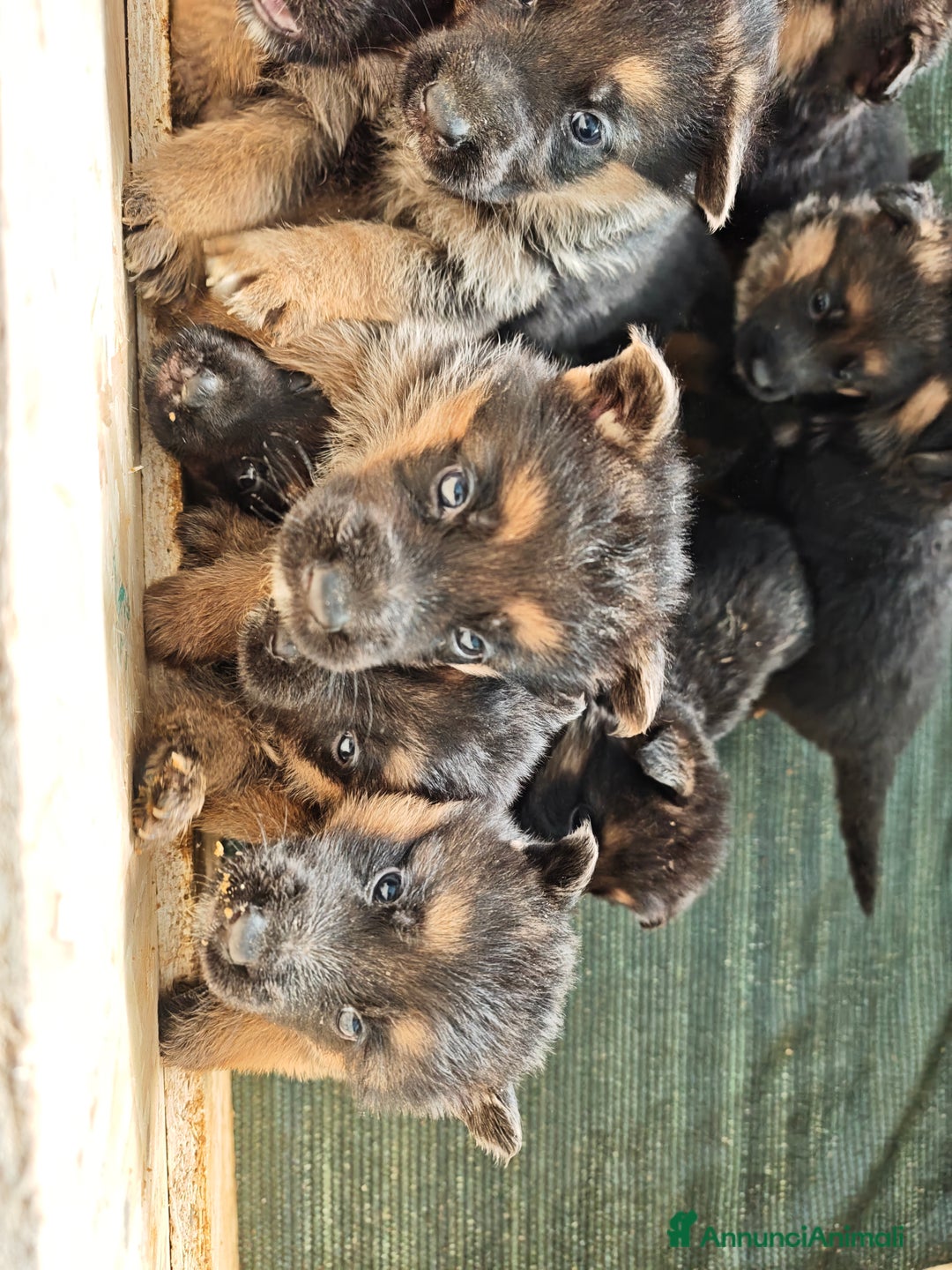 Pastore Tedesco cani in vendita: Cuccioli di pastore tedesco  - Annuncio 2