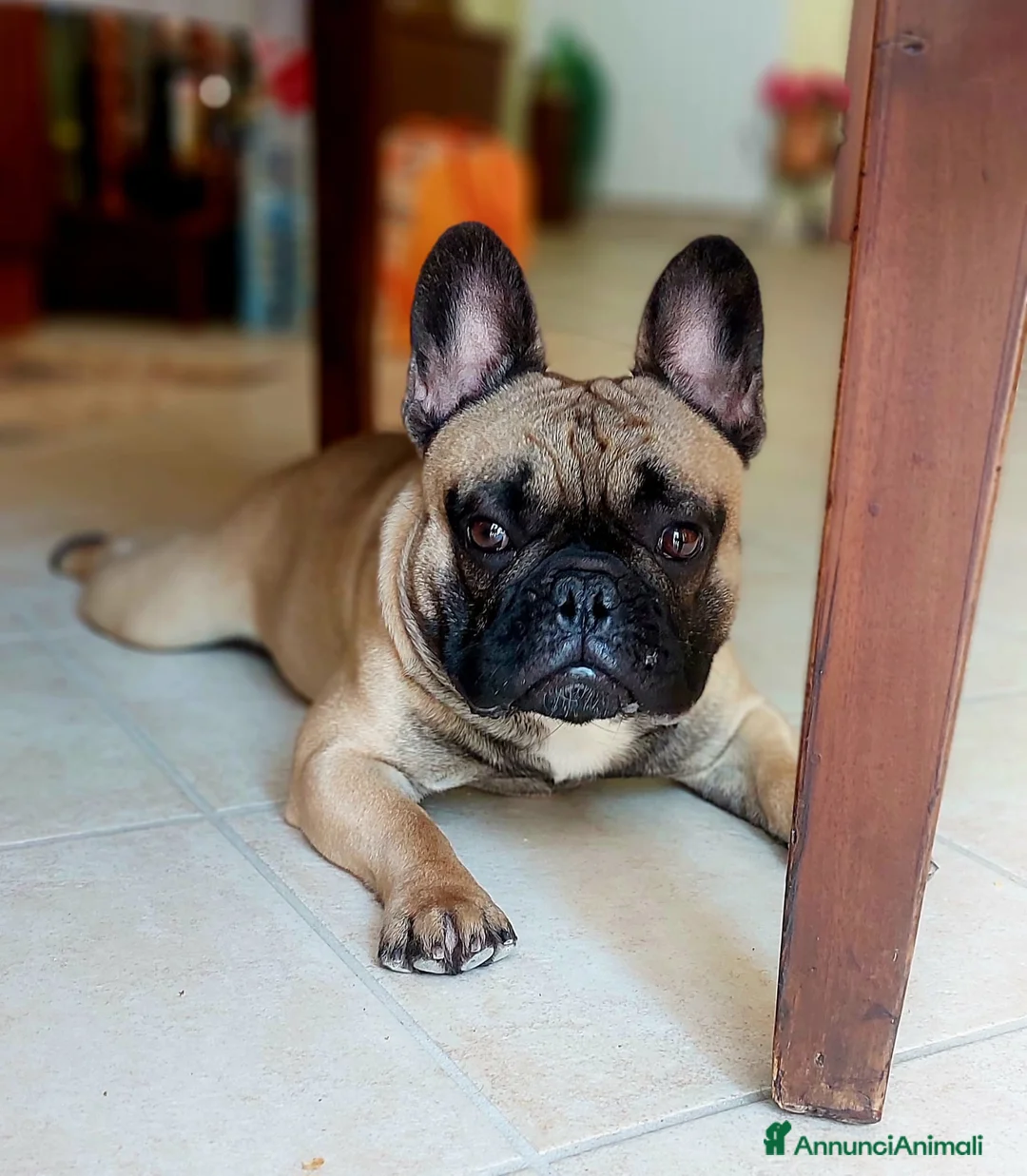 Bulldog Francese cani per accoppiamento: Bulldog Francese per monta - Annuncio 2