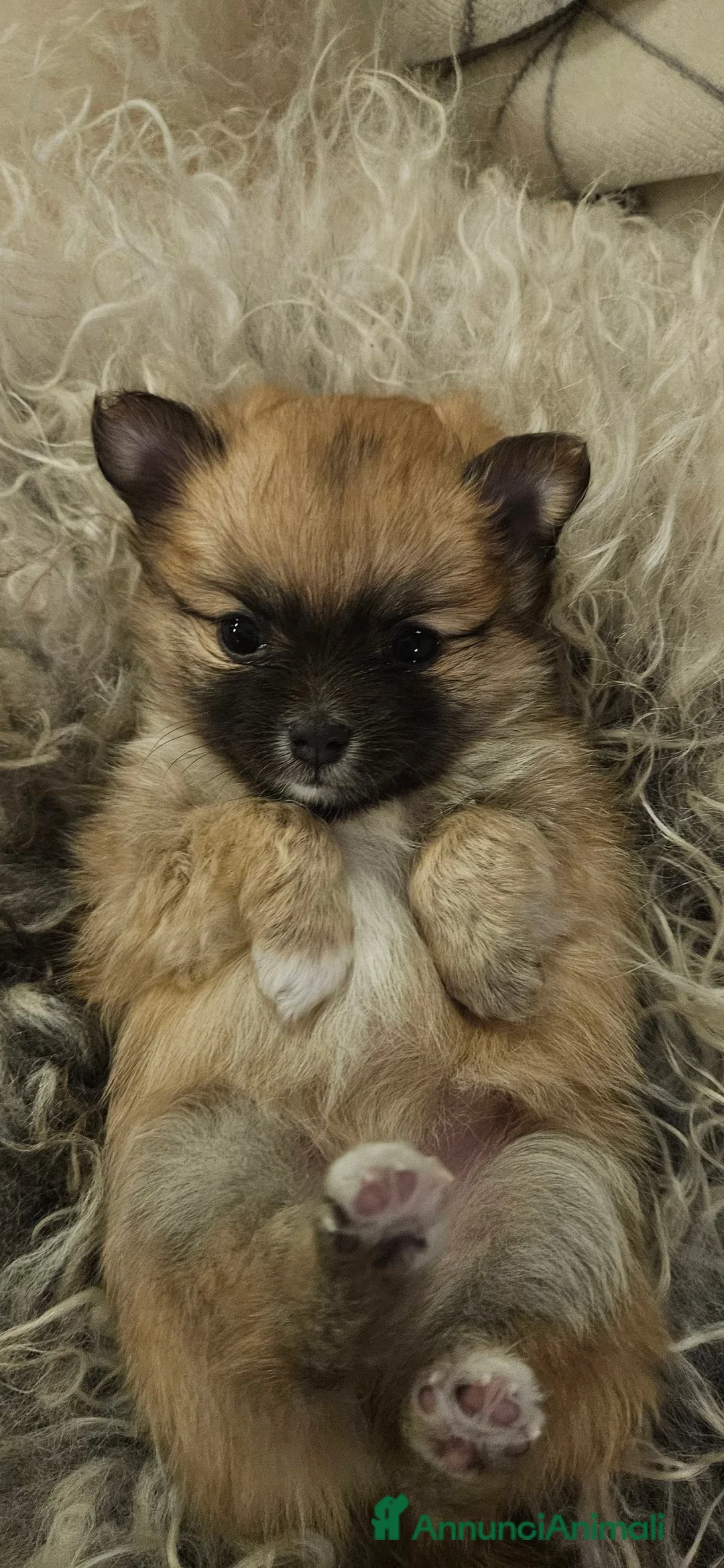 Volpino Pomerania cani in regalo: Pomchi nato il 18/12/25 è alla ricerca di una casa - Annuncio 2