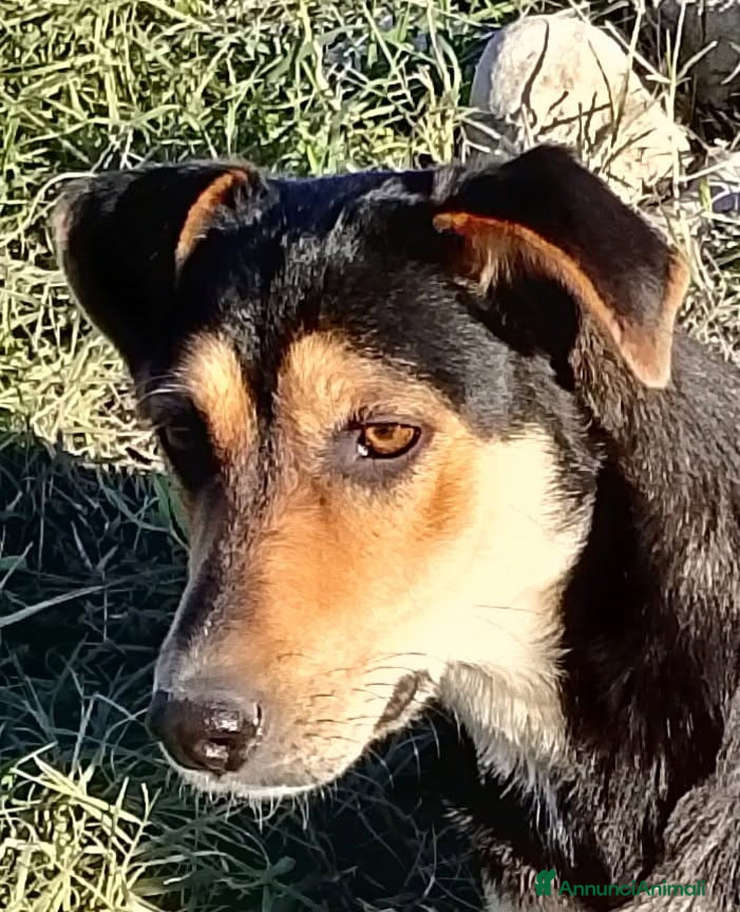 Altre razze cani in regalo: Maya, dolcissima, un anno  - Annuncio 5