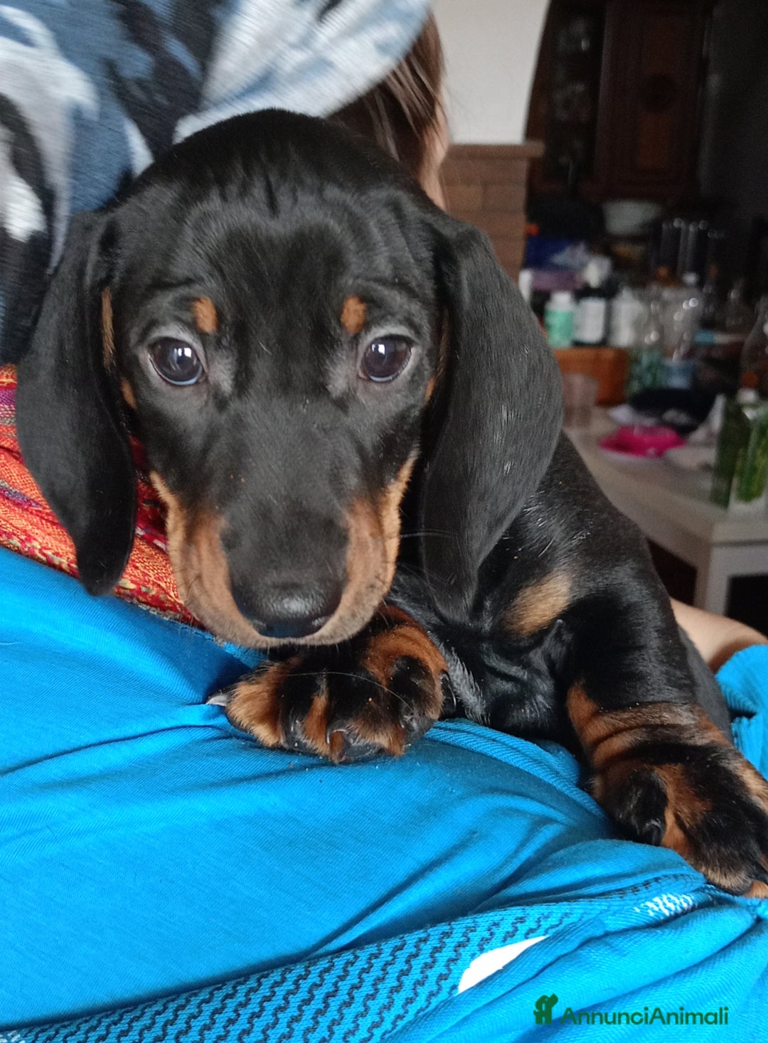 Bassotto cani in vendita: Bassotto tedesco standard a pelo corto - Annuncio 5