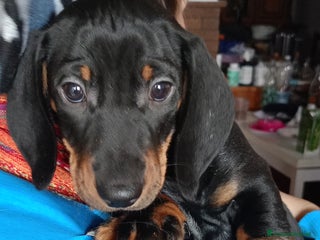 Bassotto cani Bassotto tedesco standard a pelo corto - Annuncio 2