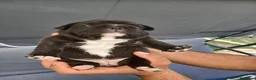 Bulldog Francese cani in vendita: Bulldog francese  - Annuncio 16