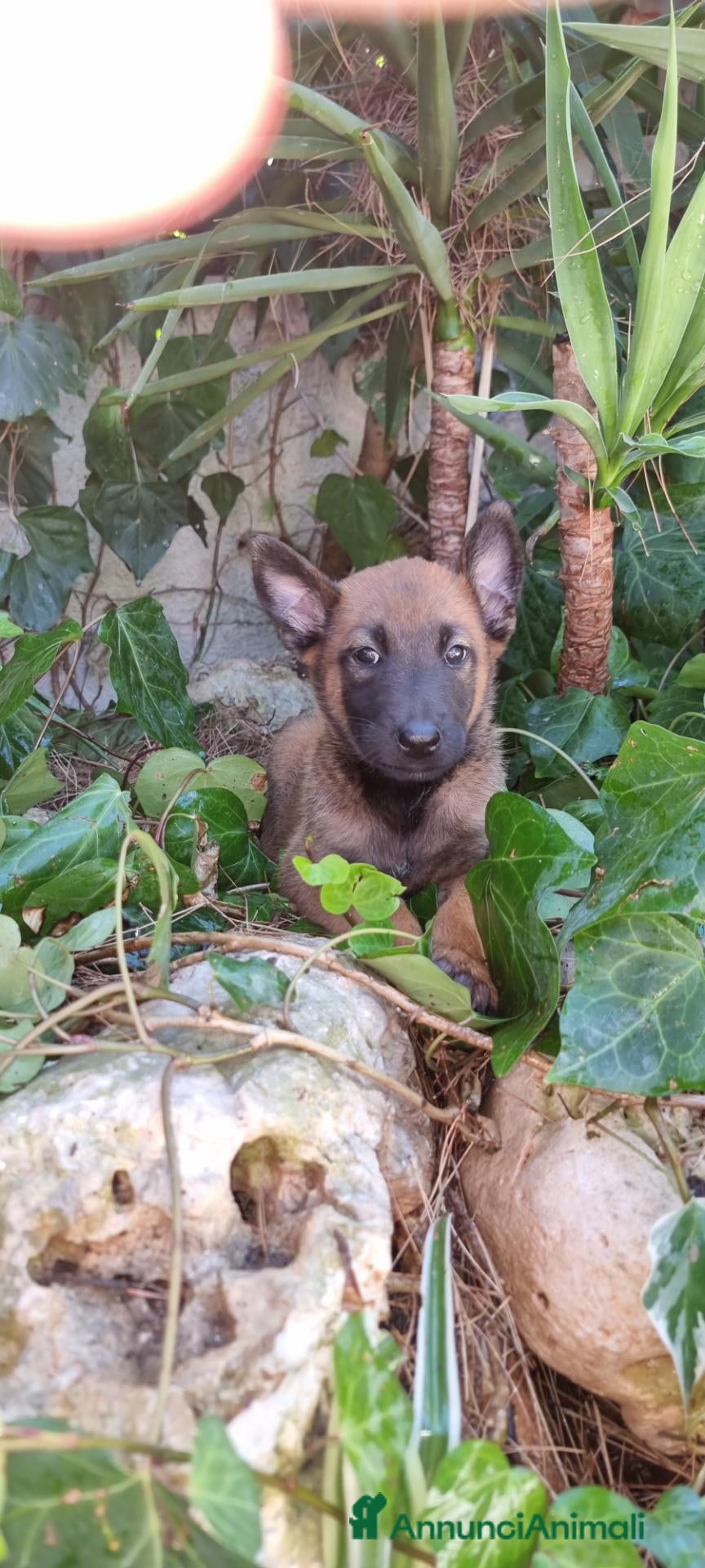 Pastore Belga cani Pastore Belga Malinois di Villa Selen  - Annuncio 1