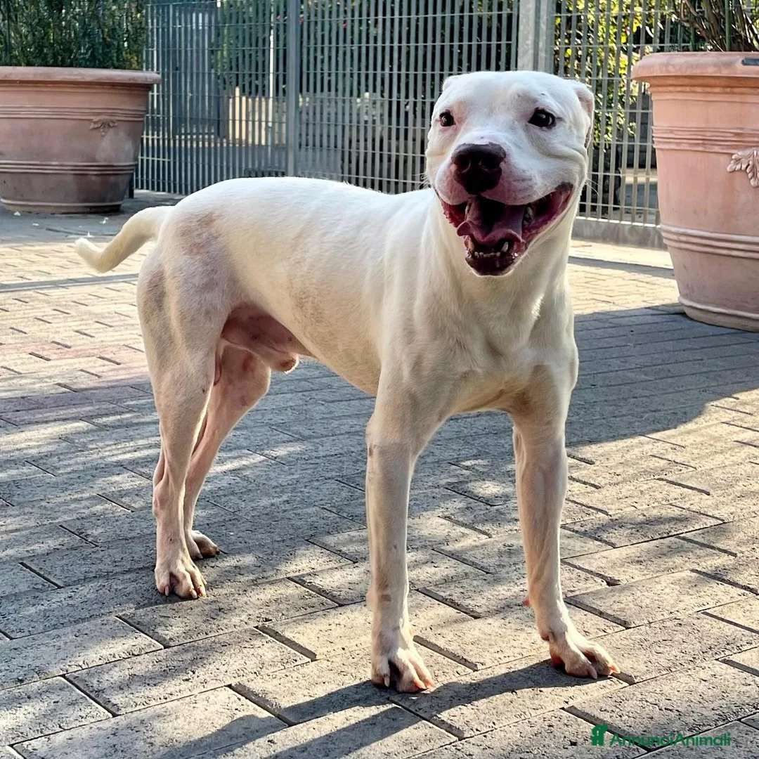 Meticcio cani in regalo: MALIBU' PIT CANDIDO - Annuncio 1