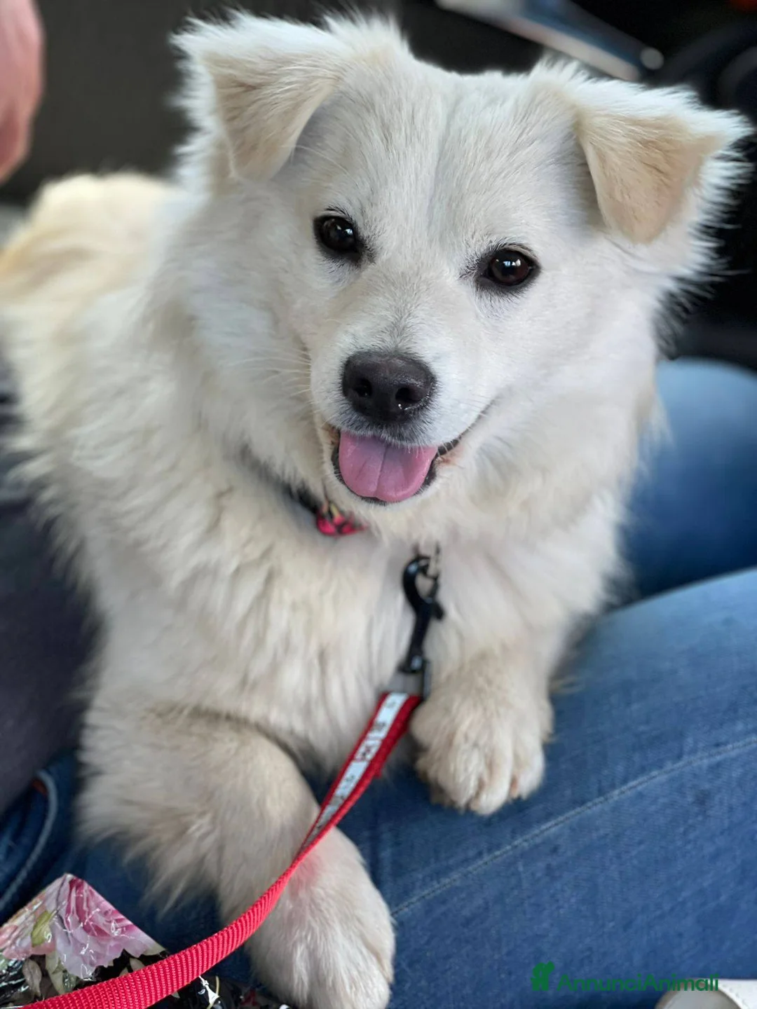 Meticcio cani in regalo: Bianca dolcissima e bellissima nana - Annuncio 1