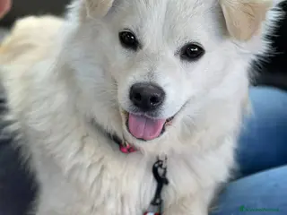 Meticcio cani Bianca dolcissima e bellissima nana - Annuncio 2