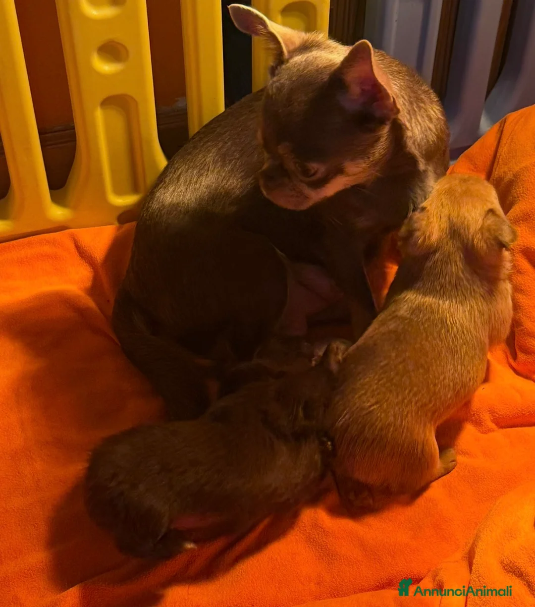 Chihuahua cani in vendita: Chihuahua cucciola  - Annuncio 5