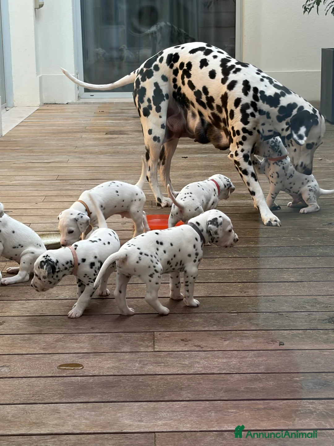 Dalmata cani in vendita: Dalmata a Provincia di Forlì-Cesena - Annuncio 2