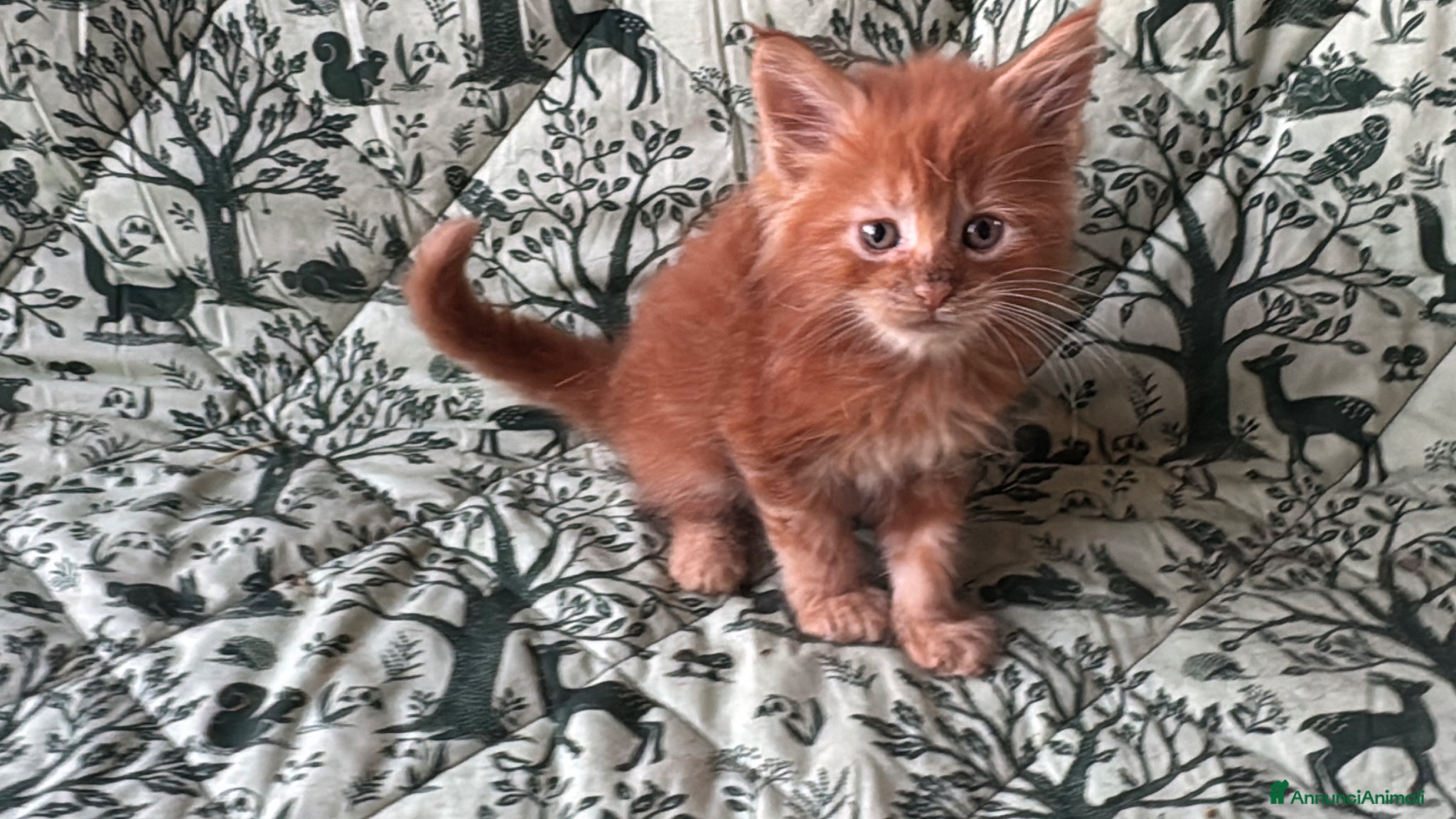 Maine Coon gatti in vendita: Cuccioli di maine coon rossi  - Annuncio 8