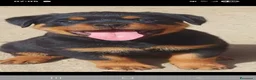Rottweiler cani in vendita: Cuccioli rottweiler  - Annuncio 21