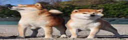 Shiba Inu cani in vendita: Cuccioli SHIBA INU  - Annuncio 22