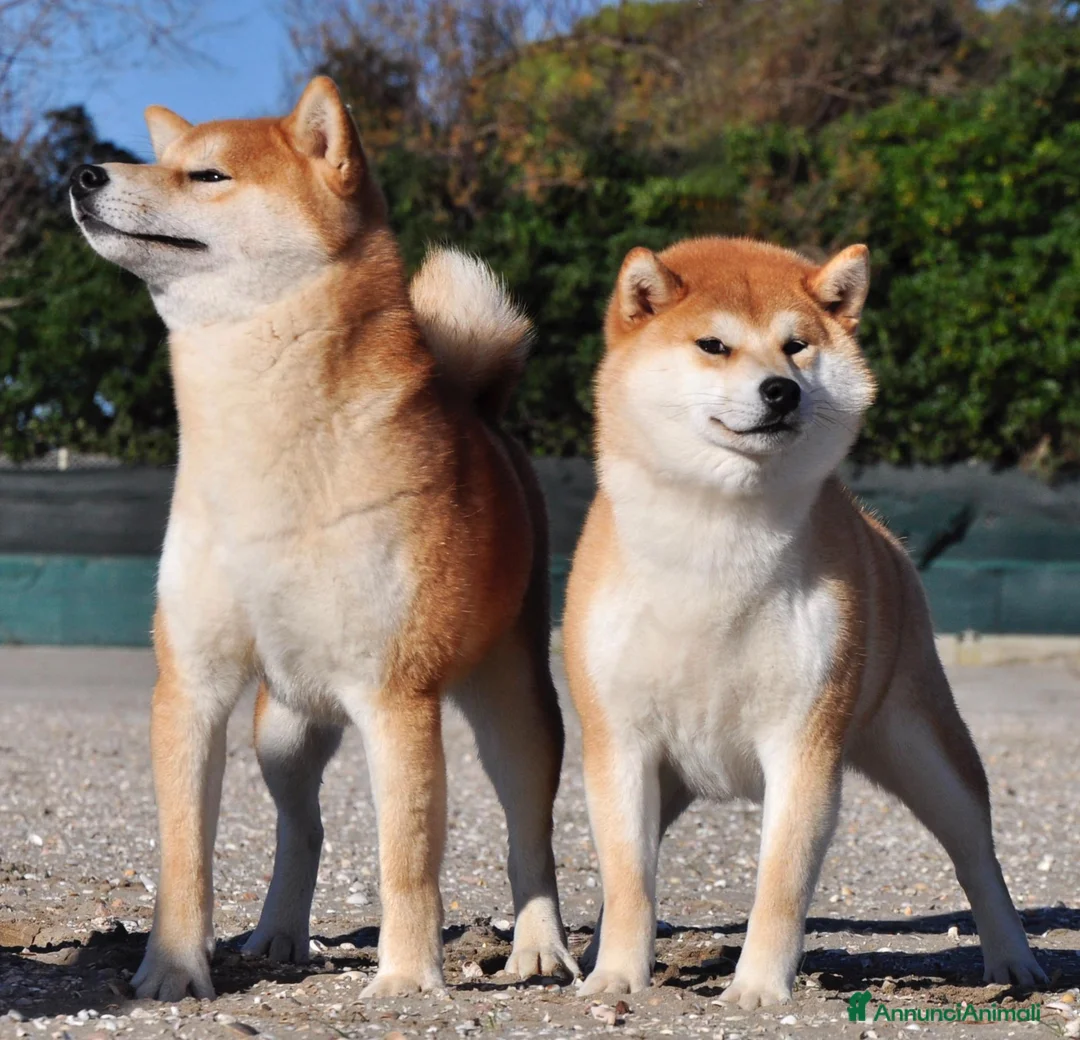 Shiba Inu cani in vendita: Cuccioli SHIBA INU  - Annuncio 22