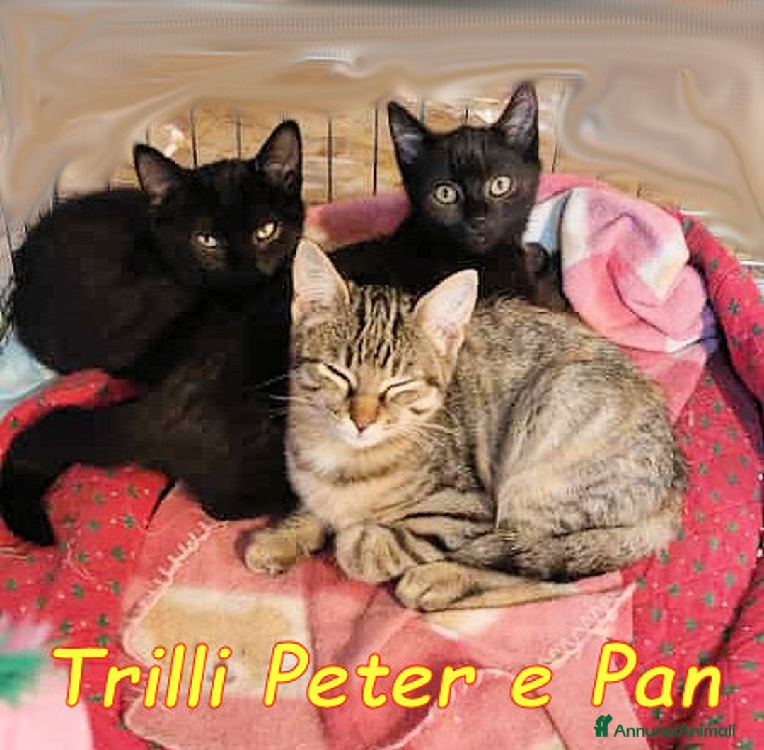 Europeo gatti in regalo: 🐾✨ TRILLI, PETER e PAN ✨ - Annuncio 4