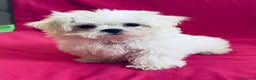 Maltese cani in vendita: Cuccioli di maltese con pedigree  a Provincia di Padova - Annuncio 14