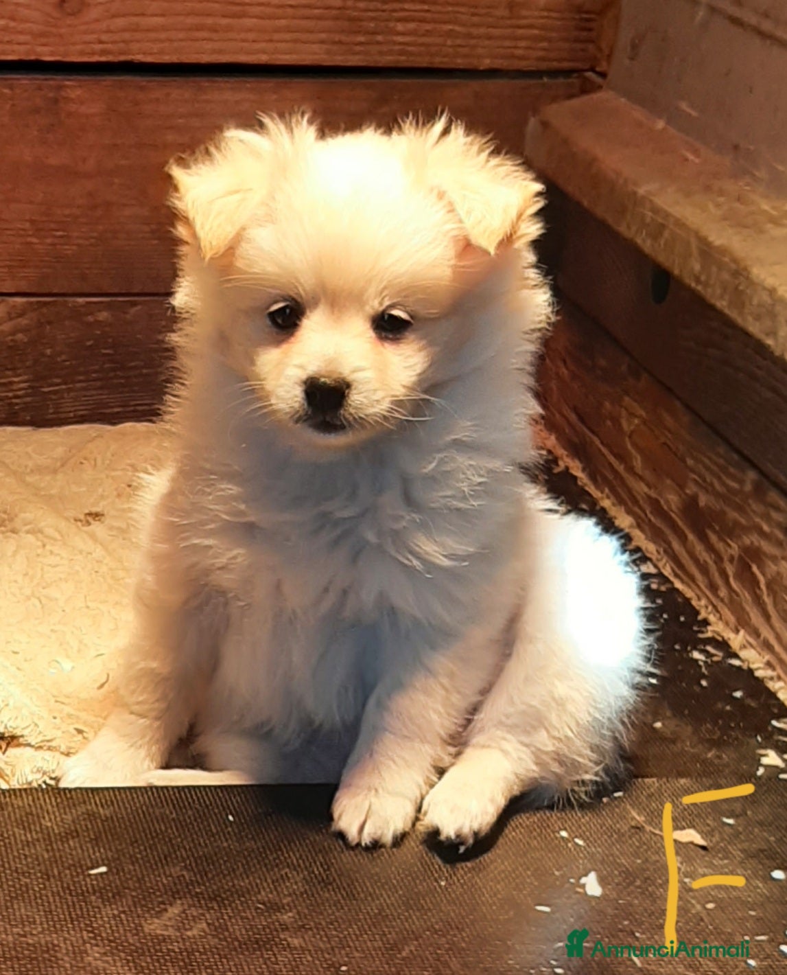 Spitz cani Cuccioli di volpino, spitz  - Annuncio 2