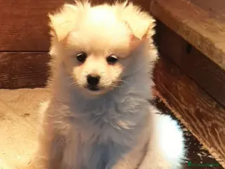 Spitz cani Cuccioli di volpino, spitz - Annuncio 2