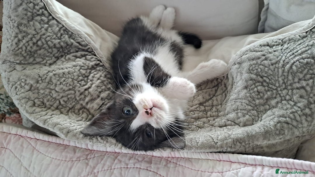 Altre razze gatti in regalo: Piccola micetta di due mesi cerca casa - Annuncio 3