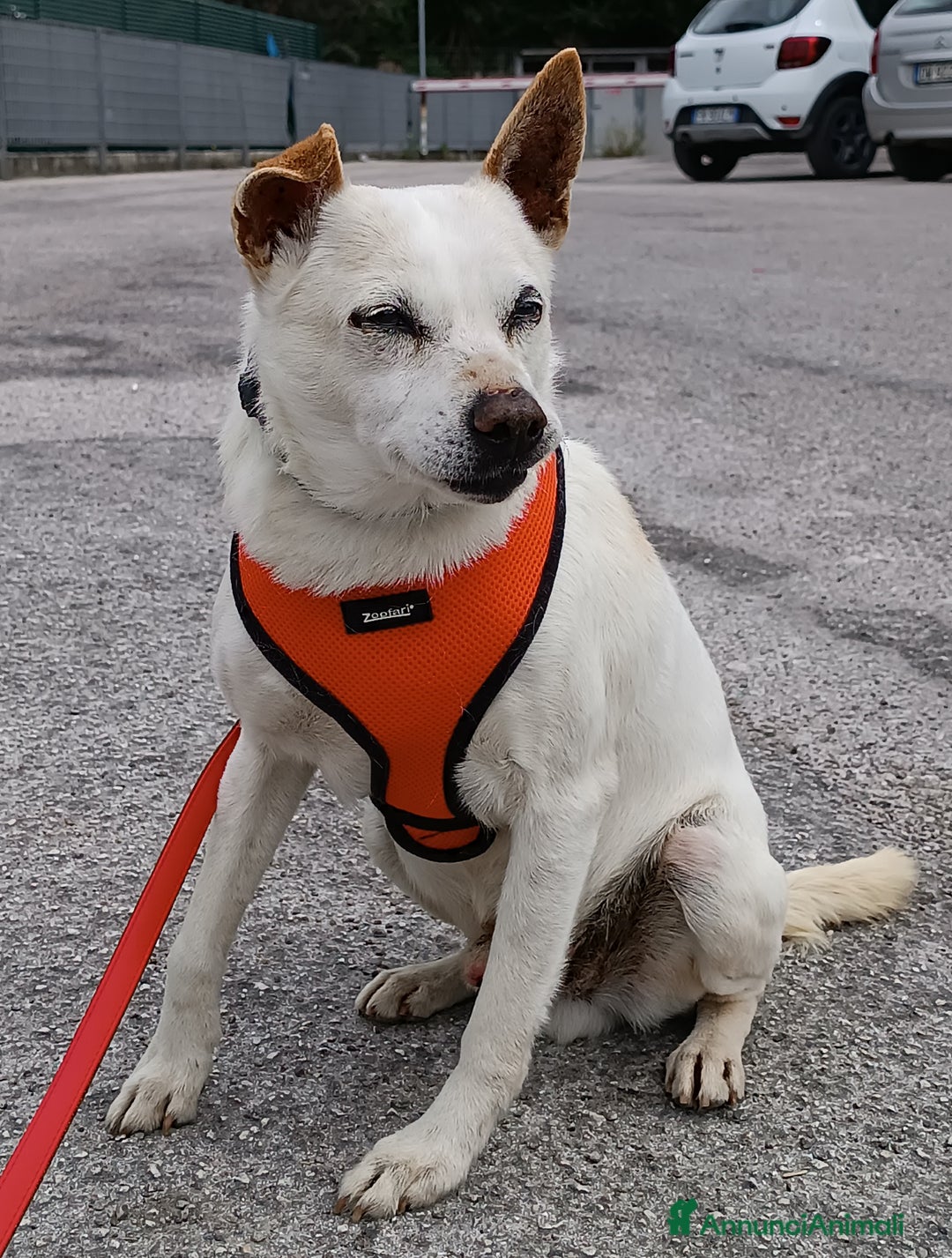 Meticcio cani in regalo: GINO detto il “chiacchierino” in adozione a Provincia di Latina - Annuncio 4