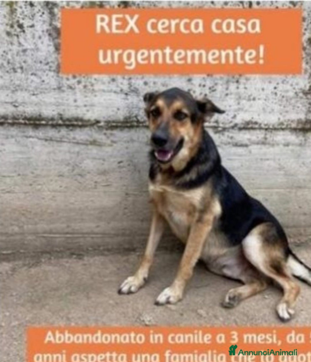 Meticcio cani in regalo: Mix Pastore 6anni entrato cucciolo in canile! SUD  a Città metropolitana di Milano - Annuncio 1