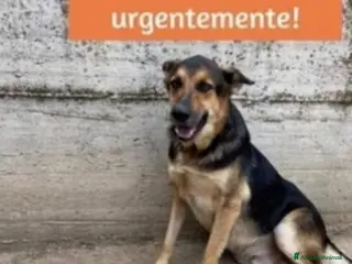 Meticcio cani Mix Pastore 6anni entrato cucciolo in canile! SUD a Città metropolitana di Milano - Annuncio 41