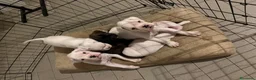 Boxer cani in vendita: Cuccioli di Boxer Bianchi con Pedigree ENCI - Annuncio 2