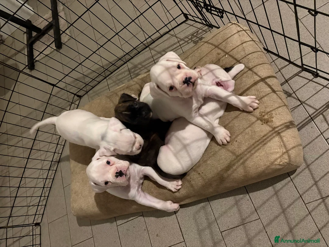 Boxer cani in vendita: Cuccioli di Boxer Bianchi con Pedigree ENCI - Annuncio 2
