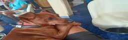 Pinscher Tedesco cani per accoppiamento: Cerco Pinscherina x accoppiamento  a Città Metropolitana di Firenze - Annuncio 2