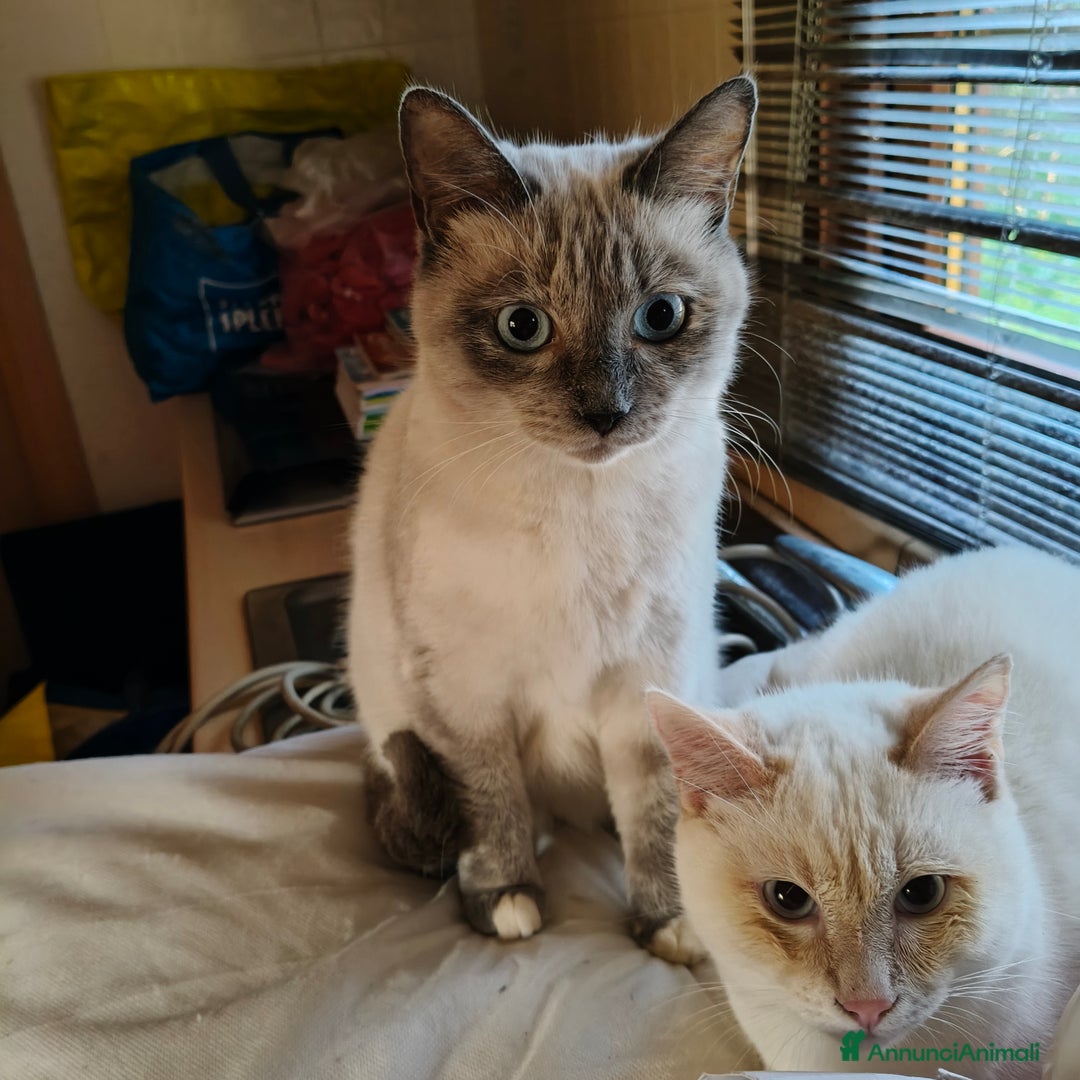 Europeo gatti in regalo: MISTRAL CERCA CASA ❤️ - Annuncio 8