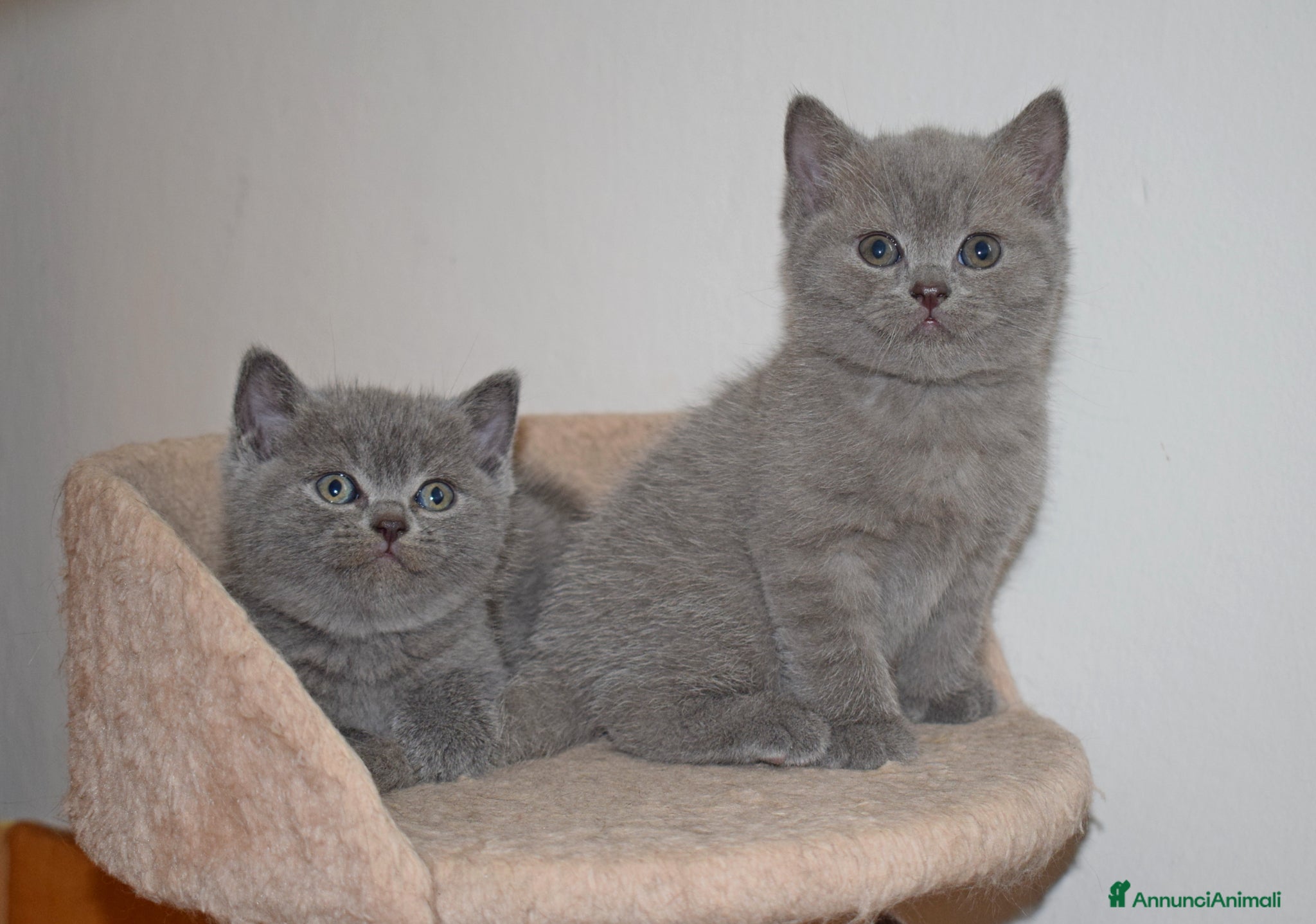 Scottish gatti in vendita: Scottish fold e straight con pedigree - Annuncio 9