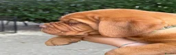 Dogue de Bordeaux cani in vendita: Dogue de Bordeaux  a Provincia del Verbano-Cusio-Ossola - Annuncio 6