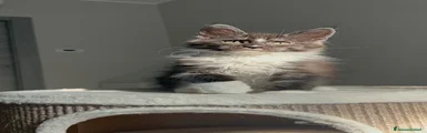 Maine Coon 4