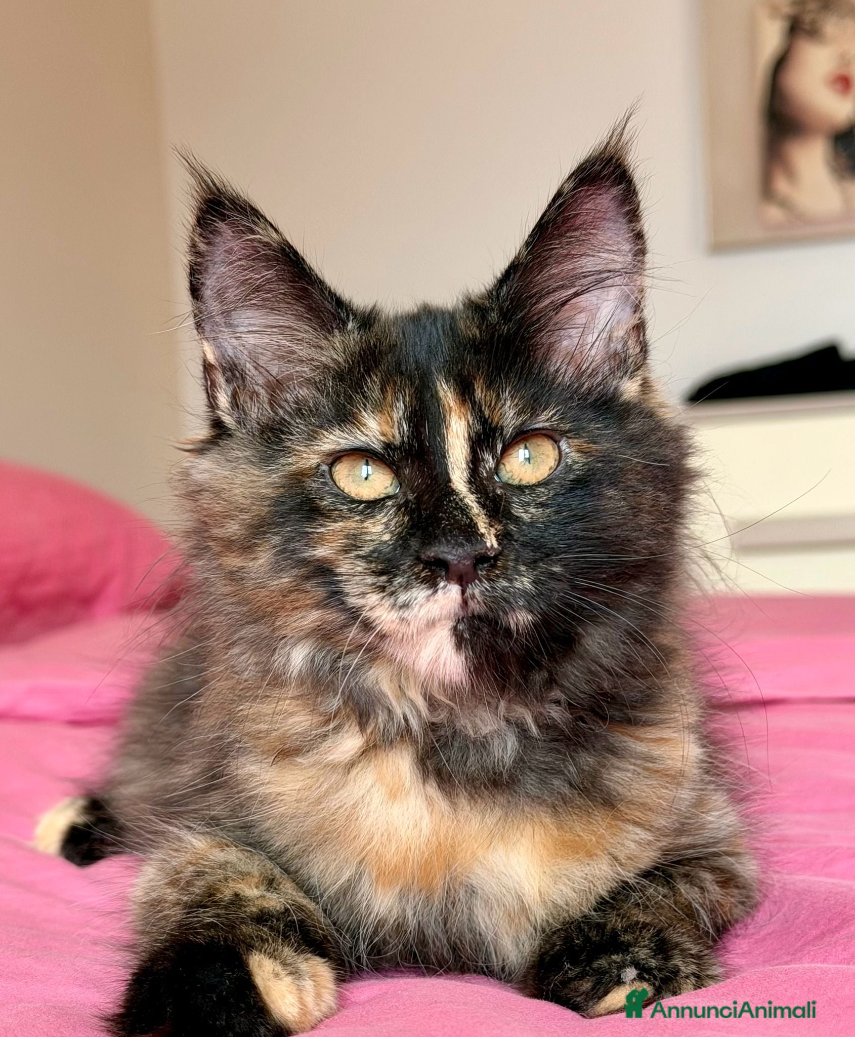Maine Coon gatti Cucciola maine coon con pedigree  - Annuncio 4
