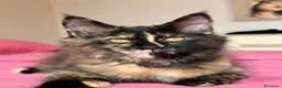 Maine Coon gatti in vendita: Cucciola maine coon con pedigree  - Annuncio 1