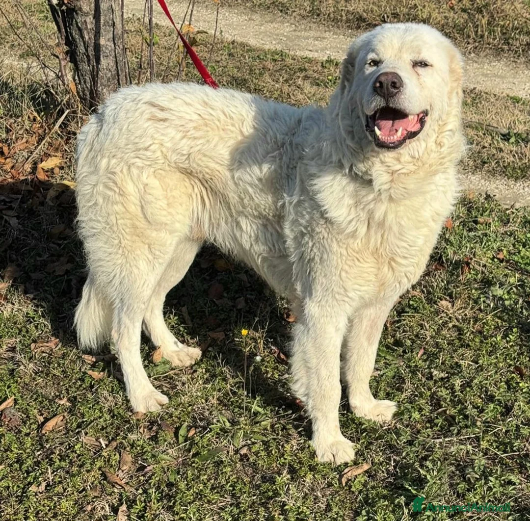 Pastore Maremmano cani in regalo: Travis 1 anno taglia grande  - Annuncio 6