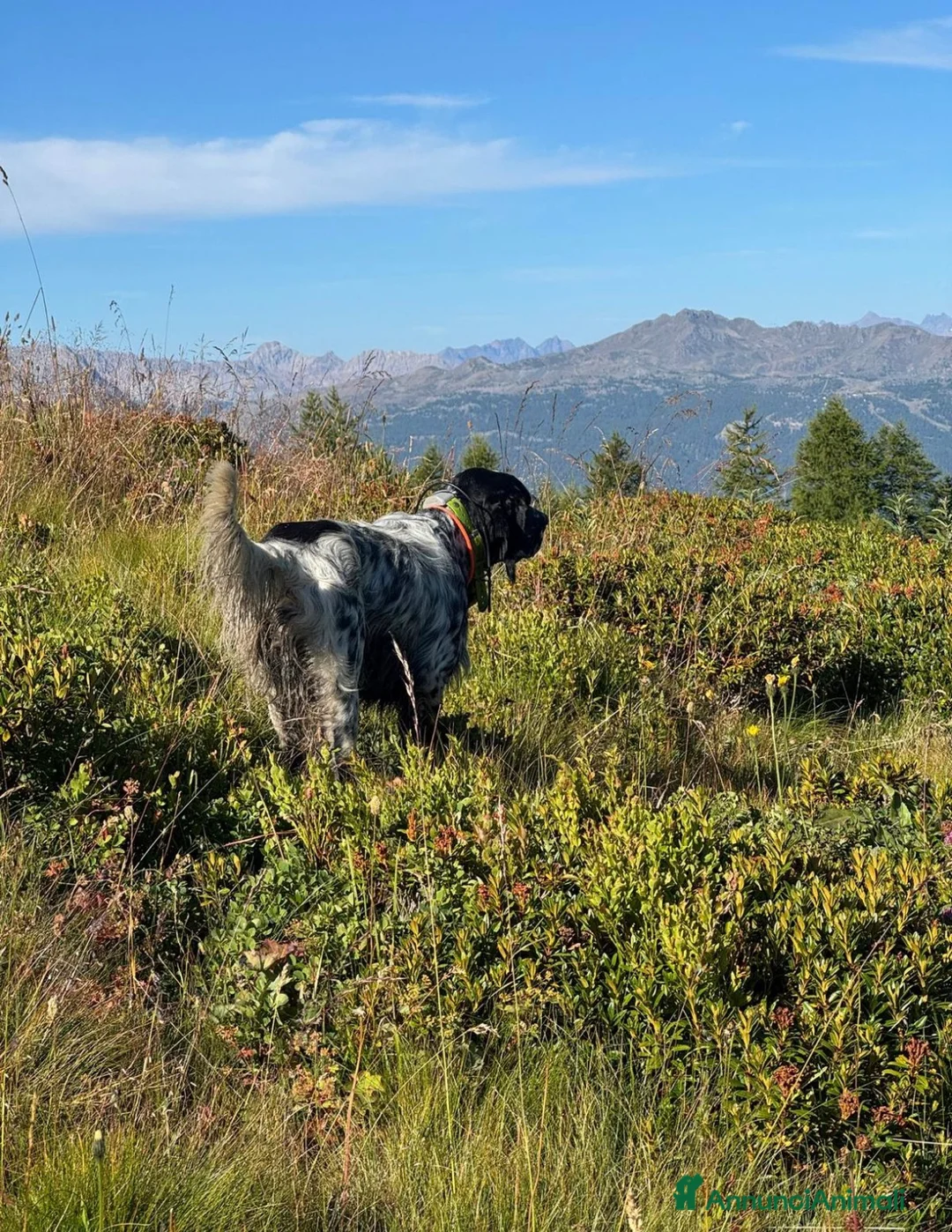 Setter Inglese cani in vendita: Cuccioli Setter Inglese - Alta Genealogia - Annuncio 2