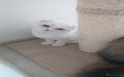 Scottish gatti in vendita: Cucciola Fold  a Bagnacavallo - Immagine 6