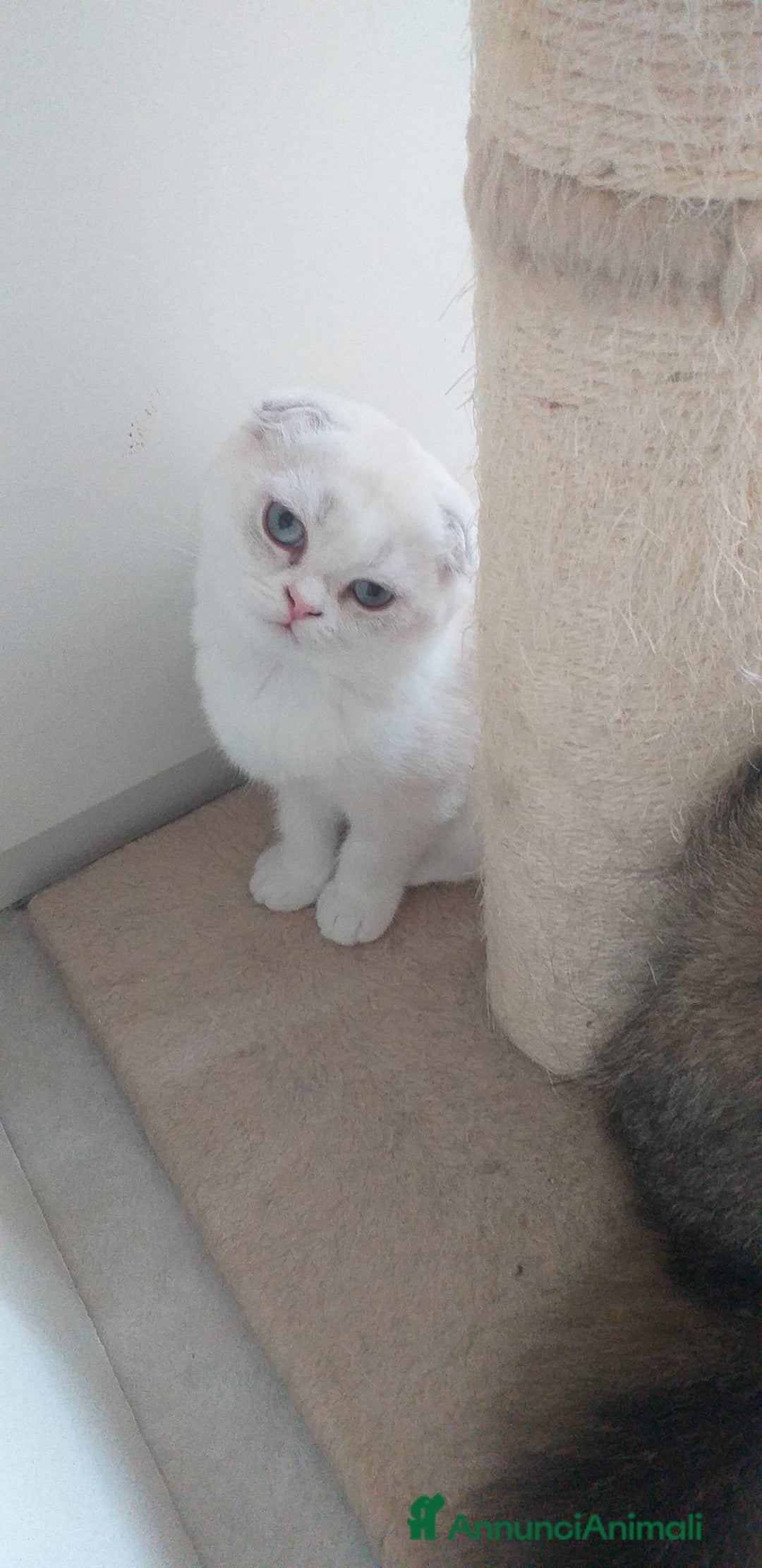 Scottish gatti in vendita: Cucciola Fold  a Bagnacavallo - Immagine 6