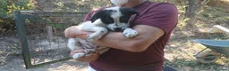 Meticcio cani in regalo: ARCOBALENO HA BISOGNO DI UNA MAMMA E DI UN PAPA' - Annuncio 3