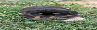 Uvetta