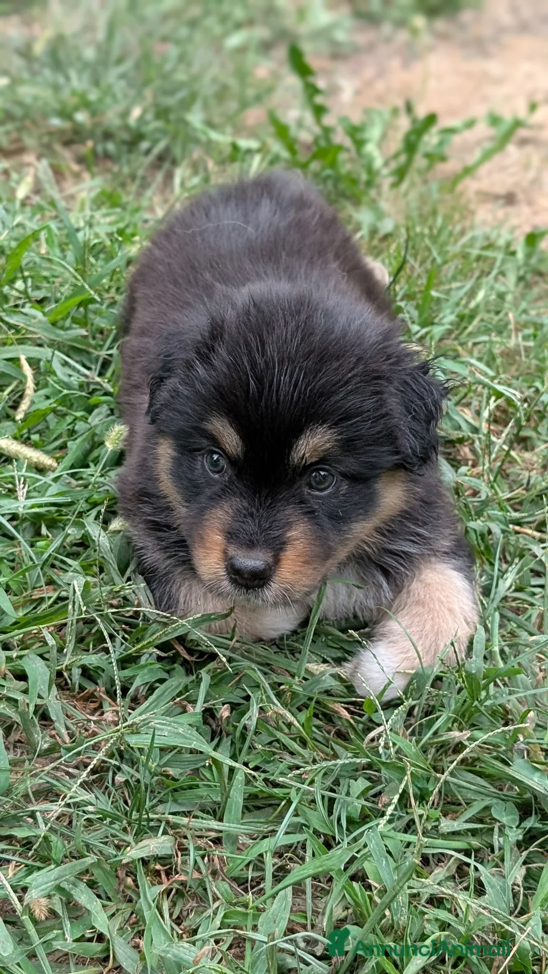 Australian Shepherd cani in vendita: Cuccioli di pastore autraliano - Annuncio 2