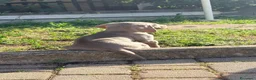 Weimaraner cani in vendita: Cuccioli Weimaraner  - Annuncio 32