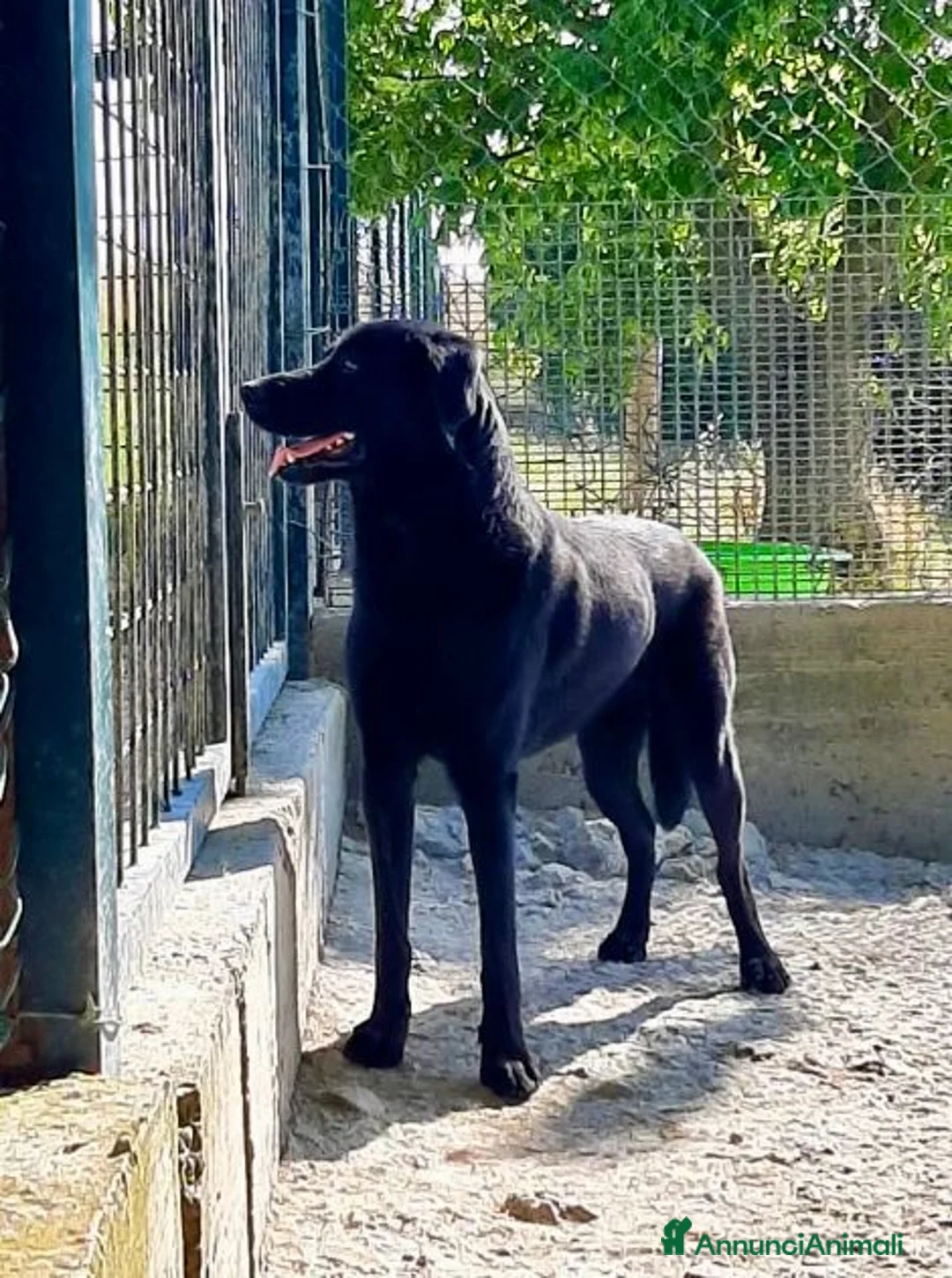 Meticcio cani in regalo: ARON giovane,ideale per famiglie a Città Metropolitana di Firenze - Annuncio 4