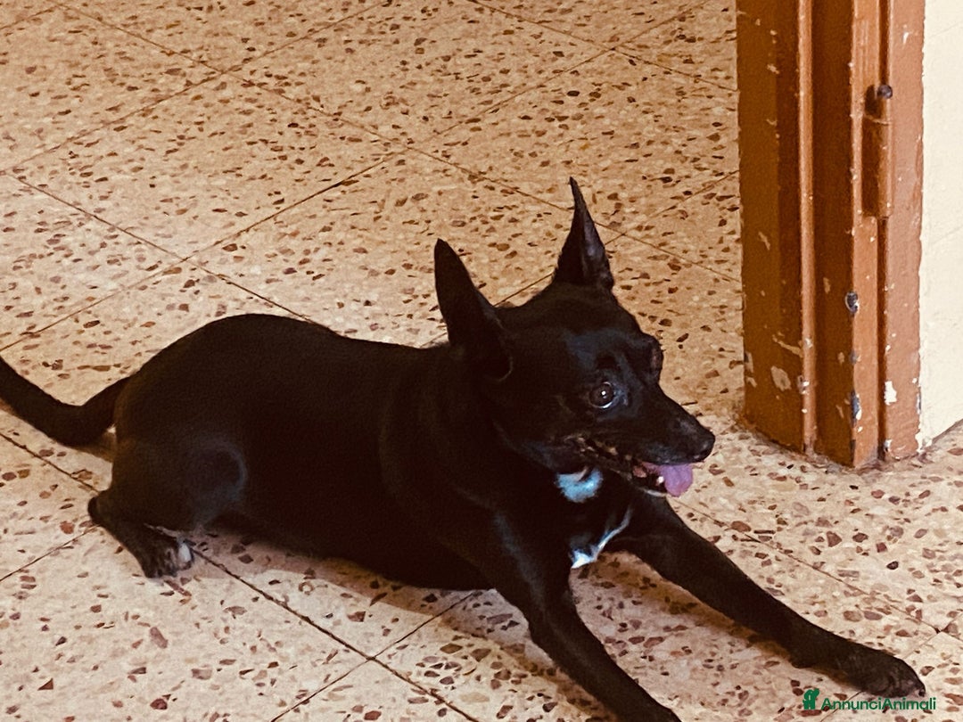 Pinscher Miniatura cani in regalo: Chicco pinscher molto tranquillo e coccolone - Annuncio 18