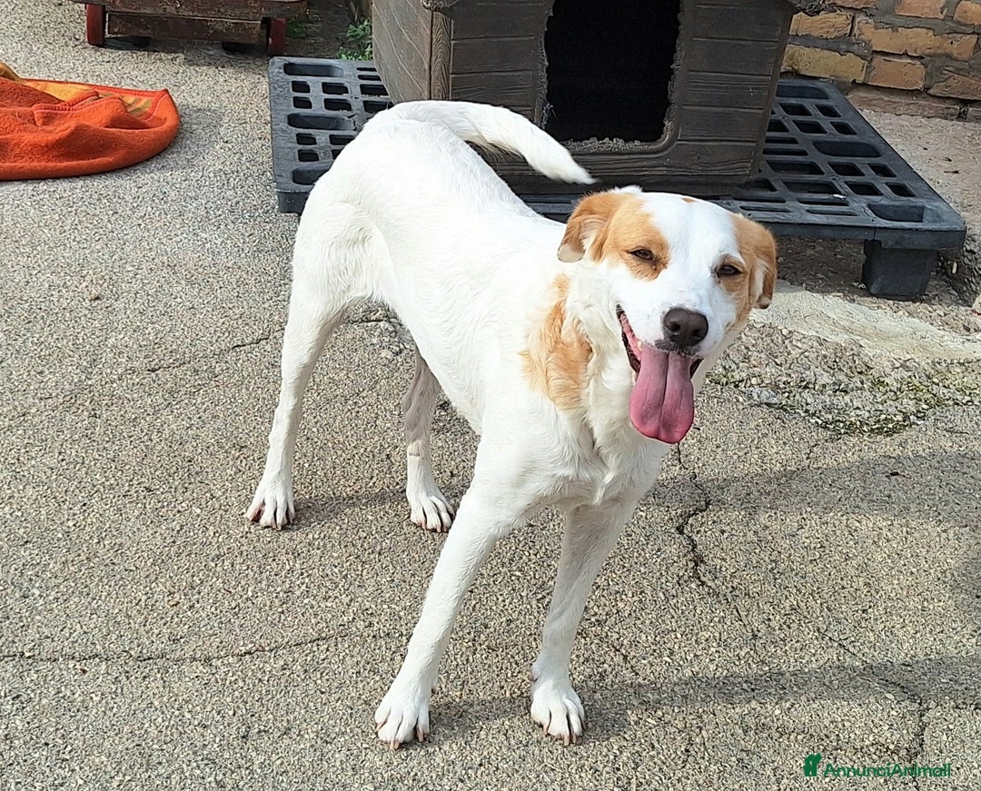 Meticcio cani in regalo: Thelma 3 anni Taglia media contenuta  - Annuncio 4