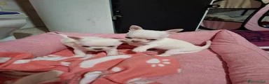 Chihuahua 2